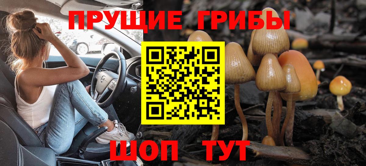 Галлюциногенные грибы Psilocybine cubensis Брянск